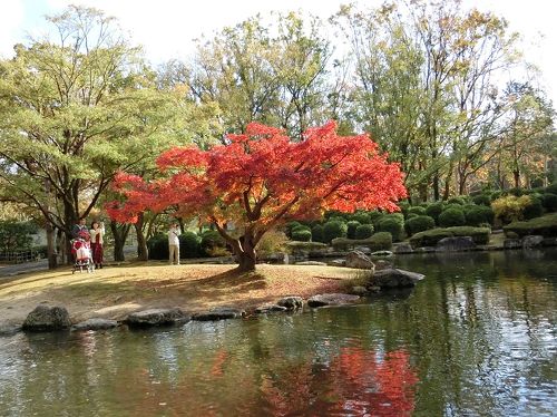 晩秋の大阪万博記念公園 自然文化園で 紅葉三昧 の一日を過ごす 18 吹田 万博公園 大阪 の旅行記 ブログ By Hy 2217さん フォートラベル