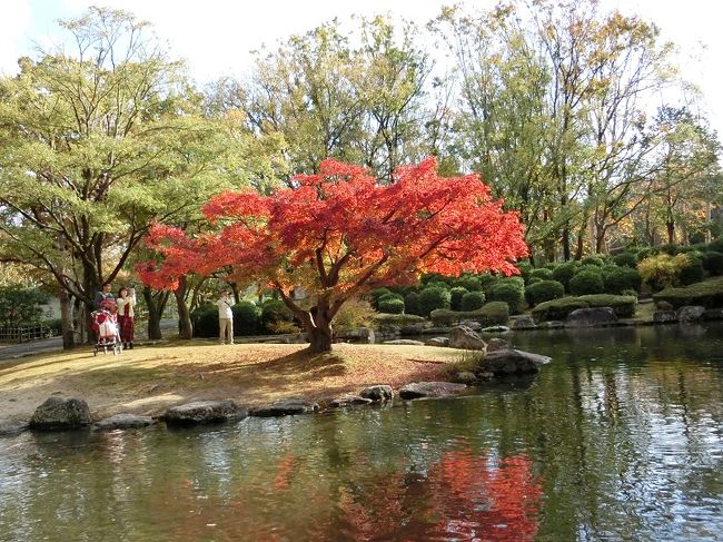 ”今年の万博記念公園は、９月の台風被害で木の枝や葉っぱが飛ばされて、紅葉はあまり期待できないのではないか”と言う情報がありましたが・・・。<br /><br />情報はあくまでも参考にして、週間天気予報で晴＆降雨確率０％の日を選んで、自然文化園の紅葉見物に出かけました。<br />あまり期待をし過ぎると、後で”ガッカリ”するので、期待半分、不安半分の気持ちで出かけました。<br /><br />期待半分、不安半分の紅葉見物でしたが、よろしければ、一見していただければ有り難く思います。<br /><br />〈余談になりますが・・・。〉<br />自然文化園内に、「ひょうたん池」と言う小さな池が有ります。空から見ると池の形が「ひょうたん」の形に見えるので、そのような名前が付いているらしいです。<br />池の畔には一本のモミジの木が植えられていて、紅葉の季節になると鮮やかな赤橙色に変色するのです。周囲の樹々はほとんど紅葉（黄葉）しないので、一本のモミジの木の紅葉が特に目立っています。<br />また、モミジを囲む池にはいろいろな種類の鯉が泳いでいて、人が近づいても逃げる様子はなく、馴れ馴れしく近づいてきます。<br />「ひょうたん池」の存在を知らない紅葉見物者も多いので、人が少なく、自分のペースで紅葉見物を楽しむことができます。<br />私なりに「紅葉の穴場スポット」と位置付けています。<br /><br />※写真は、「ひょうたん池」の畔に、一本だけ植えられているモミジ。