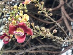 プノンペンの王宮で咲いていた 沙羅の花