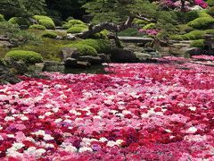 GW期間限定！池一面に浮かぶ大輪の牡丹の花　の巻