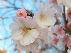 亀久保西公園で見られた冬桜が見ごろ