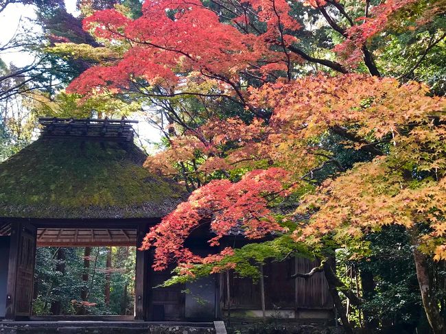 昨日11月23日は祝日で三連休初日<br />紅葉を見るために東京から来た客人を迎えました<br /><br />京都市内はどこも凄い人混みが予想されたので、比較的少ない穴場にお連れしました<br /><br />それは哲学の道の裏手にある3つのお寺<br /><br />まずは、銀閣寺道でバスを降り、哲学の道を歩いて途中から左手に登った法然院<br /><br />こちらは山門と入ってすぐの白砂壇が素敵です<br />9時までに行くと人が少ない<br /><br />次に少し先にある安楽寺<br />こちらは車道から見上げた山門が素敵です<br /><br />最後に普段入れない霊鑑寺<br />椿の種類が豊富で春もおススメです<br /><br />あと10分ほど進むと永観堂です<br />昨日はもの凄い人混みで、入るのはやめて、塀の外からだけ眺めました<br /><br />次に南禅寺へ<br />こちらも通過<br /><br />お昼は、湯豆腐が定番ですが、南禅寺の山門近くは、どこも1時間待ち<br /><br />左手を少し登ったところにある菊水は、湯豆腐コースが5千円と他より少し高めですが、予約なしですぐに入れました