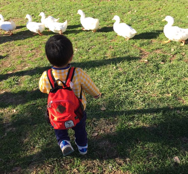 動物好きの息子くんの為に、成田ゆめ牧場へ行ってきました。<br /><br />餌やり、BBQ 、夜のトロッコ列車といろいろ楽しめたけれど、一番夢中になっていたのはソリ遊び!<br />暗くなってからもひたすら滑りまくっていました。<br /><br />都内自宅から片道2時間電車の旅~。<br />JR成田線は1時間に一本なので、時間を調べて行かないと危険です。<br /><br />滑河駅には、無料送迎バスが電車到着時間に合わせて待機していてくれました。<br />15分くらいで成田ゆめ牧場に到着。<br /><br />出かける前に、EPARK でチケットを購入しておいたので、入場料1,400円で600円までのアクティビティチケットが1枚づつもらえました。<br />インフォメーションセンターで、持ってきたベビーカーを400円で預けることができました。