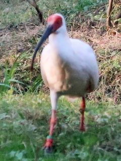 佐渡島-2　トキの森公園　トキふれあいプラザ　朱鷺観察　☆マジックミラー越し至近距離で