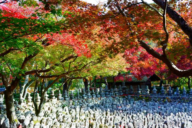 秋の京都旅行。二日目は嵯峨野めぐりからスタート！<br />愛宕（おたぎ）念仏寺と化野念仏寺は昨年初めて訪れたた際に感動し、また再訪したいと思っていたところです。<br />お寺時代も大好きなのですが、おたぎ念仏寺から化野念仏寺までの徒歩での道のりがこれまた美しい。京都の秋を満喫できるルートになっていてとってもおススメ。<br />こちらの旅行記はおたぎ念仏寺を出発し、化野念仏寺拝観の記録になります。<br /><br />二泊三日の京都と奈良旅行。行程は以下の通り。<br />１日目  東福寺→瑠璃光院→大原三千院→嵐山 宝厳院<br />２日目  愛宕（おたぎ）念仏寺→化野念仏寺→興福寺→春日大社<br />３日目  東大寺→正倉院→永観堂→南禅寺→天寿庵