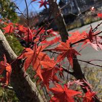 残りの紅葉を求めて軽井沢