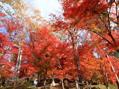 宍粟市の最上山公園のもみじ