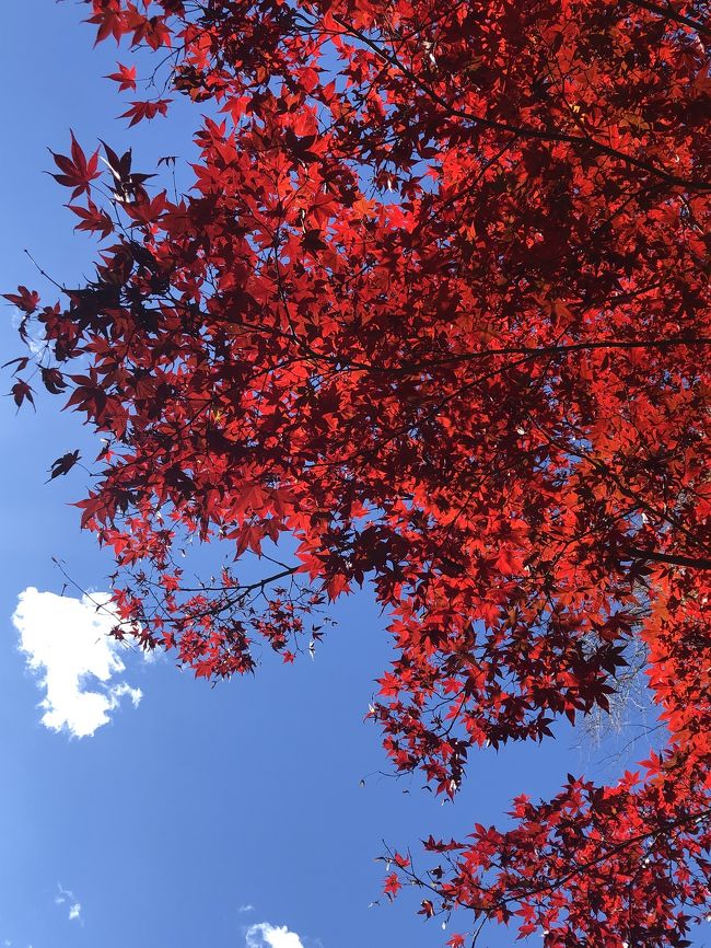 大谷寺 大谷石資料館 さくら温泉 宇都宮二荒山神社晴天ドライブで紅葉もキレイでした。