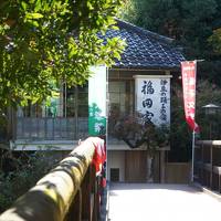 河津桜の河津温泉郷・湯ヶ野温泉、峰温泉、谷津温泉ツアー&下田花水季でちょっと豪華に伊勢海老を