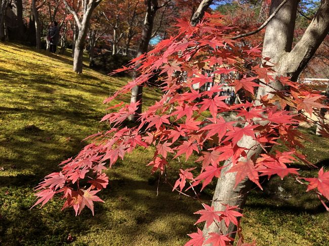 晩秋の箱根（1日目）