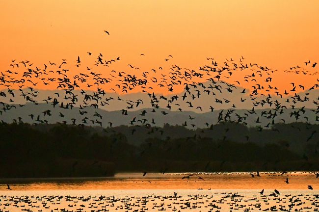 マガンの群れが飛ぶ、夜明けの空に、そして月を横切って：　伊豆沼と蕪栗沼、ガンの観察と撮影の旅