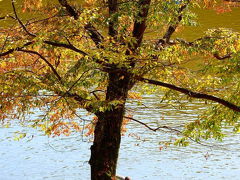 秋の奈良で紅葉をめでる その５ 興福寺&奈良公園散策