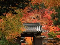 滋賀　紅葉めぐり～胡宮神社、清瀧寺徳源院、近江孤篷庵