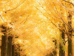 石川　紅葉めぐり～那谷寺、兼六園、玉泉園、メタセコイア並木、鶴仙渓