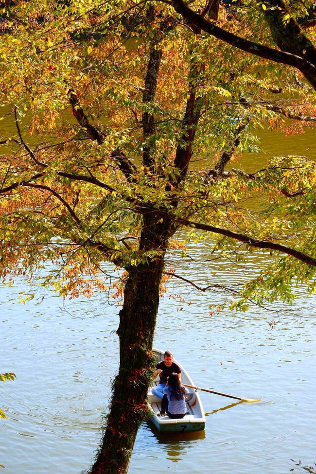 秋の奈良で紅葉をめでる その５ 興福寺&奈良公園散策