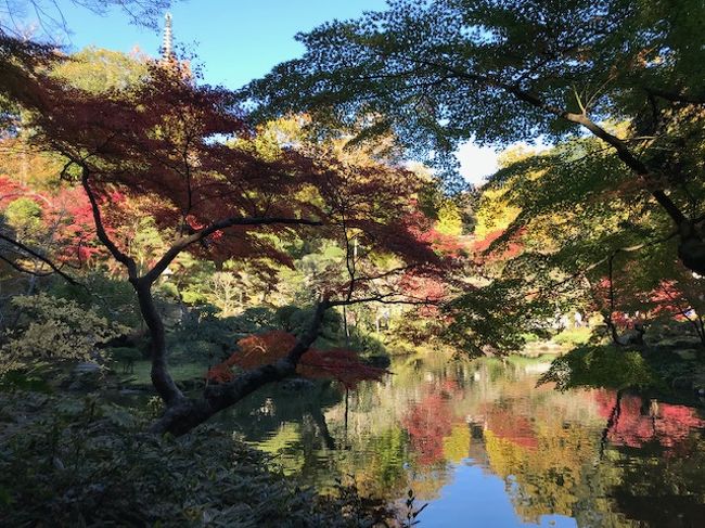 もみじ祭りが行われている成田山に行ってきました。まず参道でウナギをいただいてから、本堂の裏手に広がる成田山公園へ。成田山公園の中は散策路になっていて、公園の奥にある池の周囲で、色鮮やかな紅葉を楽しむことができました。