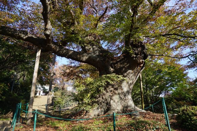 今回の旅の目的は日本百名城の一つ、金山城跡。最初に太田市金山地域交流センターに寄って、そこから、けっこう傾斜のある山すそをどんどん上って行きます。<br />中腹の駐車場に出てからは広いなだらかな道を歩けるので、太田市金山地域交流センターから駐車場までの方がむしろ険しいですね。<br /><br />ところで、太田は、鎌倉幕府を倒したことで知られる新田義貞の出身地。新田義貞なんて、遠い過去の歴史上の人物というイメージですが、意外にも太田には今でも新田の荘という雰囲気があちこち色濃く残っていて、ちょっと驚くようなところがあるんですよね。<br />この金山城も、文明元年（1469年）、新田一族であった岩松家純が築城したもの。その後、享禄元年（1528年）、戦国時代の下克上により城を奪った由良成繁・国繁親子の時代は、後北条氏、上杉氏、武田氏、佐竹氏といった大勢力の狭間にあって、厳しい局面の連続。そして、その狭間の中で、天正12年（1584年）には、後北条氏の城となりますが、小田原征伐後は廃城へ。北関東の混沌とした勢力争いの真っただ中に置かれた城だったということが言えると思います。<br /><br />城跡の石垣は規模もありますが、けっこう精巧な造りで今でもそんなに傷んでいない。戦国時代の関東の山城に本格的な石垣はないとされた城郭史の定説がこれで覆されたとされるほどの石垣です。ほか、「日ノ池」「月ノ池」という大きな溜池まで備えられていて、この城に籠れば何の心配もないといった用意周到さ。雄大さに加えて、かなりの内容も伴う名城跡です。 　