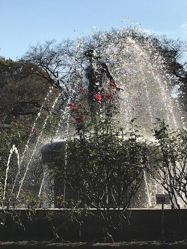 市民の花がバラということで　バラ園めぐりをしようかと愛犬を連れ里見公園に出掛けました<br />この公園は桜が有名ですが　空いている時期に下見にきました<br /><br />里見公園の次は大町公園に向かいましたが　犬はダメといわれ　家に帰りました<br /><br />