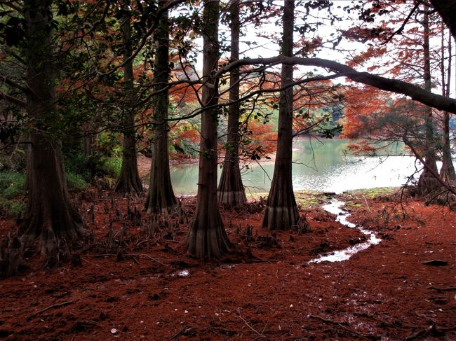 ２０１７年１１月　九州紅葉の旅　その１　福岡　篠栗九大の森の紅葉と福岡市内でランチ