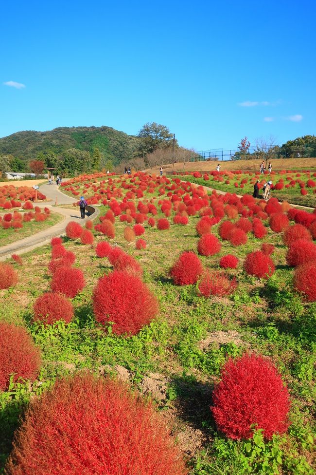 お天気が良いのでまんのう公園にコキアとコスモスを見に行ってきました。そのあと、うだつで有名な脇町にも立ち寄りました。讃岐うどんも堪能し、楽しい一日となりました。11月が忙しく、なかなか投稿できませんでしたので、もう1か月前の旅です。
