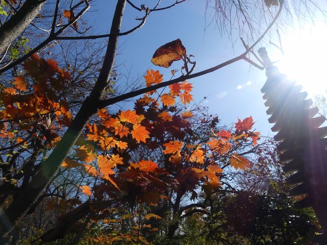 太田市の「常楽寺」へ行きました。いつもならだいぶ色付いている時期ですが、今年は、未だ、ほんの一部が色づき始めたところでした。でも、天候に恵まれたので、進行中の紅葉と季節感を楽しめました。