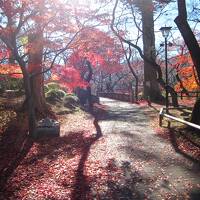 信州・伊那路　晩秋の紅葉に湯ったり温泉とグルメツアーにぶらぶらドライブ旅
