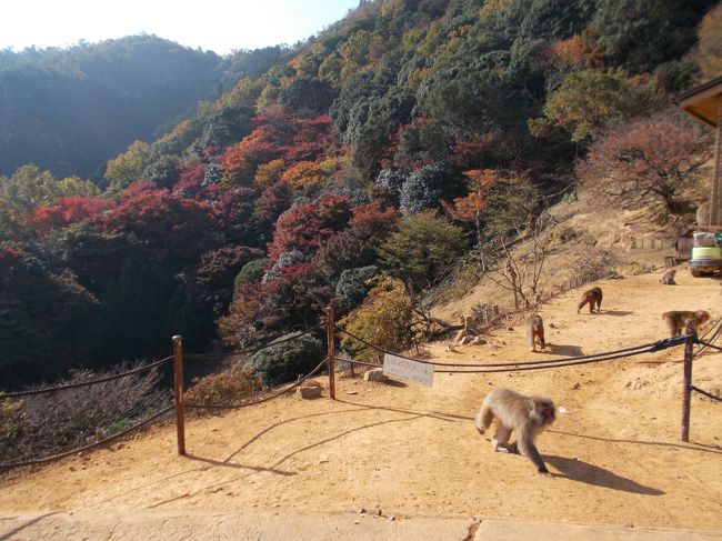 京都 嵐山へ紅葉を見に行きました<br />モンキーパークがあるらしいのでそちらも見学<br />もみじには鹿が定番ですが猿も悪くないです<br /><br />それでわ　(^^)/