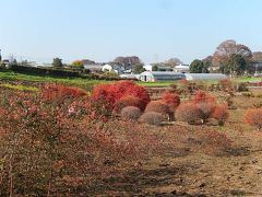 所沢市南永井付近の秋の風景