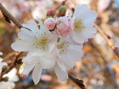 亀久保西公園の冬桜は今が見ごろ