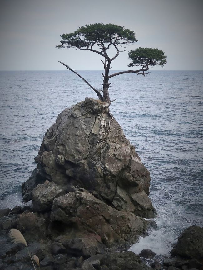 佐渡島14　内海府海岸　両津⇔大野亀　バスドライブ　☆岩礁の一本松/健気に立って