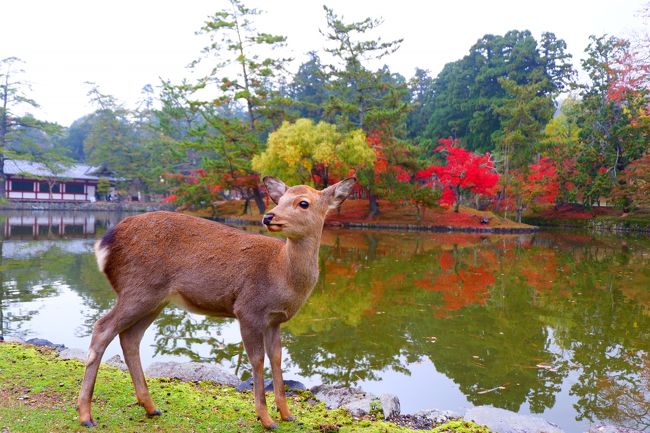 秋の奈良で紅葉をめでる その７ 東大寺＆正倉院