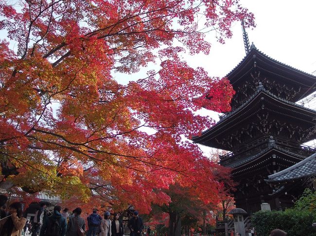 久々に京都来訪。紅葉ピークのこの時期、できるだけ人ごみから離れてゆっくりするぜ!と考え、メジャーな所はできれば避けるか、時間をずらして楽しみました。食と文化、、やはり京都は違う!ことを再認識しました。
