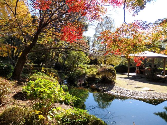 まだ紅葉には早いかも…とは思ったのですが、紅葉を探しながら、両親と少しだけ大宮散策をしてきました。<br />まずは、大宮から東武線で1駅・北大宮駅からスタート!駅から徒歩10分弱の場所にある大宮公園へ向かいました。色付いている木を探しつつ、小動物園で可愛い動物達を見て、日本庭園へ。日本庭園は緑葉の方が多かったものの、色づいている所もあり、綺麗なグラデーションを楽しめました。その後は、氷川神社を通って、歩いて大宮駅へ。駅ビルでランチして、お土産を購入。約2時間ほどのお散歩の記録です。<br />備忘録のような旅行記ですが、、よろしければご覧ください~。<br /><br />