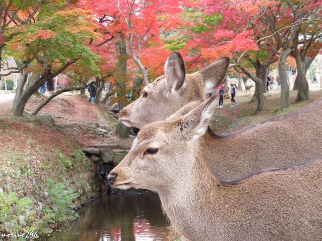 今年も関西の紅葉めぐりに出掛けました。<br /><br />京田辺市の一休寺に続いて行ったのは奈良公園です。<br />花札の「鹿と紅葉」ではありませんが、鹿と紅葉を一緒に撮ってみました。<br /><br />----------------------------------------------------------<br />今回の旅行記は以下の5冊に分けて作成しています。<br />2018秋 「そうだ、関西へ行こう！」<br />（１）先輩たちと京都で会食<br />（２）紅葉狩り＠京田辺・一休寺<br />（３）紅葉狩り＠奈良公園<br />（４）紅葉狩り＠長岡京・光明寺<br />（５）紅葉狩り＠嵐山嵯峨野・天龍寺、常寂光寺<br />----------------------------------------------------------<br />