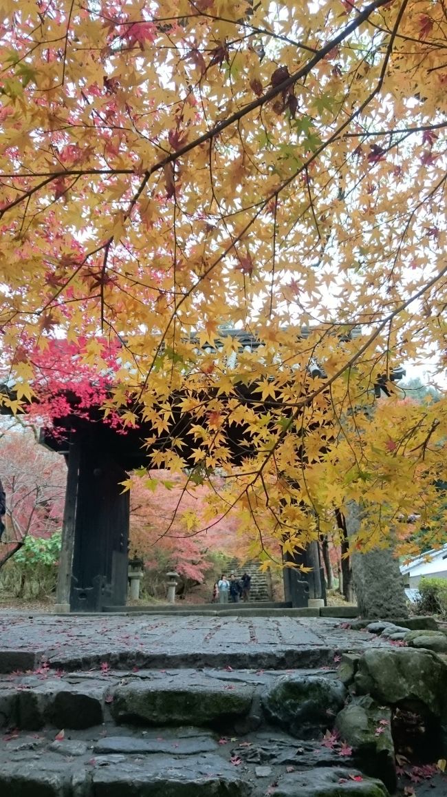 秋月の紅葉が見たい<br />初夏に来たときから思っていた<br />小京都秋月の「秋」を満喫する旅<br /><br />そして福岡のイルミネーションを(また)楽しんできました