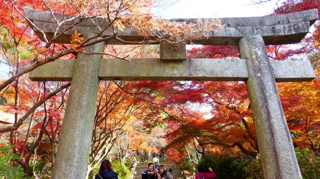 ８日前の１０月２１日にも大宰府の光明禅寺に紅葉を観に行ったのですが、その時は少し早かったのです。<br />↓↓<br />https://4travel.jp/travelogue/11424935<br /><br />その為、１週間後の休みに再訪を考えていたのですが、折角の機会なので、他の紅葉スポットにも一緒に行って見ようと思立ち、天気も良かったので、今年最後になるだろう紅葉狩りに出掛けました<br /><br />今回行って来た、福岡の紅葉スポットは、下記の通りです。<br /><br />①　宝満宮竈門神社（大宰府市）<br /><br />公式サイト：http://kamadojinja.or.jp/<br /><br />散り始めでしたが、まだ結構見られました。<br /><br />②　光明禅寺（大宰府市）<br /><br />参考サイト：https://www.dazaifu.org/map/tanbo/tourismmap/2.html<br /><br />散り始め後で、もうそろそろ終盤って感じでした。<br /><br />③　楽水園（福岡市博多区）<br /><br />公式サイト：http://rakusuien.net/<br /><br />散り始めでしたが、まだ結構見られました。<br /><br /><br />まずは、福岡（天神）駅から、西鉄とコミュニティバス利用で、大宰府の「宝満宮竈門神社」に行った時の様子です。<br /><br />既に散り始めてはいますが、１２月２日の日曜日までは何とか観られるのではないかと思います（ただし、責任は持てませんので悪しからず）。<br /><br />写真のコメントは、一部を除いて省略させて頂きます。