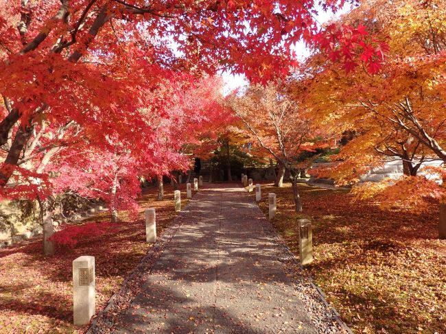 出張の空き時間に、智積院へお詣りしてきました!<br /><br />智積院(ちしゃくいん)は、真言宗智山派(ちさんは)の総本山です。<br />七条通を京都駅の方から東へまっすぐ行った突き当り。<br />東大路通と交わるあたりにあります。<br />京都駅近くなのに、とても静かでのんびりできる、私のお気に入りの寺院です。<br /><br />秋晴れの空ともみじと鳥の声。<br />ゆったりと独り占め。