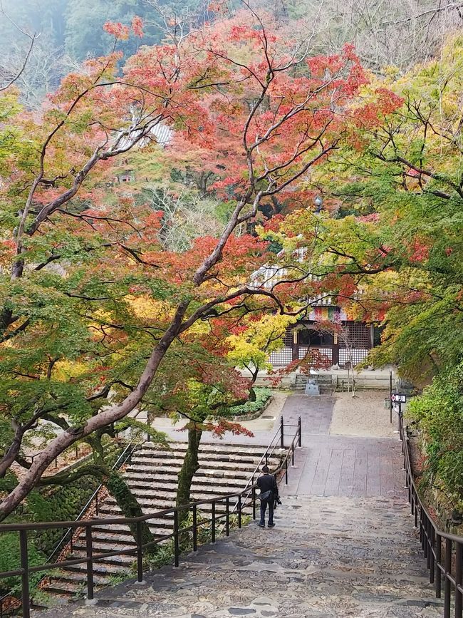 友人から今年の秋旅行は奈良の紅葉を見に行きたいとのお誘いがあり<br />日程もコースもすべてお任せで、私は新幹線＋ホテルのJRパックを申し込んだだけでした。<br />何も考えずただ付いて行くだけ・・・<br />楽させて頂きました。<br /><br />またしても一泊の強行軍でしたが、奈良では室生寺、長谷寺、談山寺、興福寺と回り、翌日は定期観光バスに乗り奈良に近い浄瑠璃寺、岩船寺を回ってきました。<br />長谷寺では本尊大観音尊像の特別拝観で<br />十一面観世音菩薩の足を触ってご利益を頂きました。<br /><br />綺麗な紅葉と寺社巡りで癒され、二人とも日頃の介護疲れを癒してきました。<br /><br />
