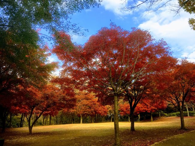 11月29日横浜市戸塚区南部にある舞岡公園に行ってきました。<br />車では何十回とこの公園の前を通っていたのですが、今回舞岡公園デビューしました。<br /><br />広大な舞岡公園はここが横浜市とは思えないほどの広大な森と田園風景を残していました。<br /><br />紅葉の休憩所という場所の紅葉はなかなかいい感じでした。<br /><br />この日の午後、港南台のロピアに行くのが主目的で、その前に一度行って見たかった舞岡公園に寄って見ました。<br /><br />駐車場は3時間300円で、公園の入場は無料です。