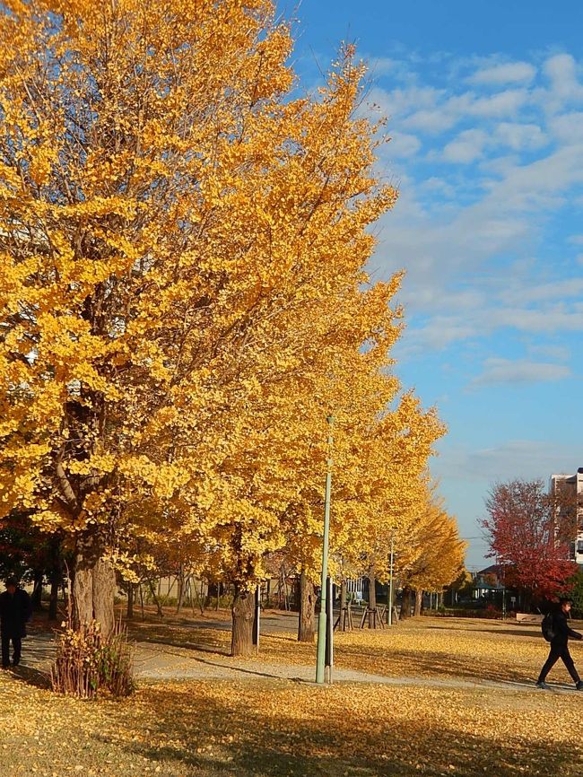 11月29日、午後2時20分過ぎにふじみ野市の福岡中央公園を訪問しました。　ひと月前にも所用で来ていますが風景はすっかり変わっていました。　イチョウ並木の黄葉がみごろでした。<br /><br /><br /><br />*写真は福岡中央公園の中のイチョウ並木