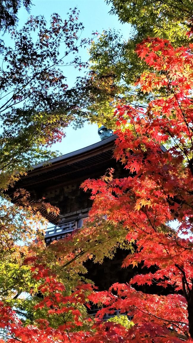 招き猫発祥の地の豪徳寺と、まだ紅葉には早かった小石川後楽園に行ってみました。