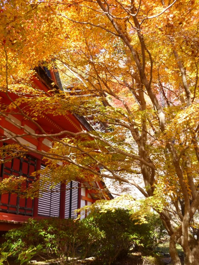 ２日めは奈良県へ移動。談山（たんざん）神社、長谷寺、室生寺と回って紅葉を見に行きます。本旅行記はは談山神社訪問の様子です。<br /><br />後で知ったことなのですが、談山神社は「関西の日光」とも呼ばれ、関西屈指の紅葉の名所なのだそうです。ところが私たち、談山神社に関しては今回のパッケージ旅行に参加するまで名前も知りませんでした。２人とも関西出身なのに、どうしたことでしょう？<br /><br />この時期、私が住む千葉県ではまだ木々は青々していました。紅葉にはまだちょっと早いんじゃないか？そんな気持ちで訪れたのですが、談山神社、さすがです。3000本のカエデが植えられているという境内では、美しい紅葉が私たちを待っていました。<br /><br />しかもここは、あの大化の改新にかかわる歴史の舞台でもあるといいます。<br /><br />ここはお勧めです。談山神社さん、これまで知らなくてごめんなさい。<br /><br /><br />～＊～＊～＊～＊～＊～＊～＊～＊～＊～＊～＊～＊～＊～<br /><br />＜旅行スケジュール＞<br />★印が本旅行記で取り上げた場所<br /><br />11月23日（祝）　　東京発（06:56）こだま633号で三河安城へ<br />　　　　　　　　     ツアーバスに乗り換え、高野山へ<br />　　　　　　　　  　高野山　奥の院<br />　　　　　　　　 　 夜の壇上伽藍<br />  　　　　　　　　　　　　　　　　　＜高野山宿泊＞宿坊「宝城院」<br /><br />11月24日（土）   　朝の壇上伽藍<br />　　　　　　　　  ★談山神社<br />　　　　　　　　  　長谷寺<br />　　　　　　　　　  室生寺<br />　　　　　　　　　  バスで三河安城へ<br />  　　　　　　　　　三河安城発（20:16）こだま682号で東京へ