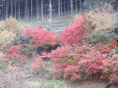 秋川渓谷「阿伎留～城山～石舟橋」紅葉狩り（６・最終）石舟橋の紅葉。