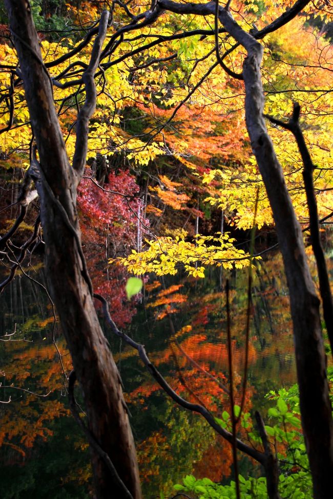 ☆秋も深まり紅葉はいよいよ里山近くまで下りてきました。(撮影は１１/２)<br />今年もまた我が家からほど近い滑川砂防ダムに行ってきました。<br /><br />砂防ダムと聞くと名前の響きが人工的だからか紅葉の盛りでも観光客はほとんど来ません。<br />たしかにダムそのものは人工の建造物っですが<br />ダム湖の周囲は自然のままで紅葉樹を植林したりはしていません。<br />この秋、私は２度訪れましたが出合ったのはたった一人だけ。<br />静かに独り占めできるのはありがたいですが観光資源としては宝の持ち腐れかな(^^)；。<br /><br />小さな砂防ダムで鑑賞できるポイントは基本的に堰堤からとなりますが<br />頑張って道なきダム湖を一周すれば素晴らしいビューポインがたくさんあるので<br />写真好きにはたまらない紅葉の穴場中の穴場です。<br />特に風がないときの水鏡の紅葉なら日本一美しいダム湖かもしれません。<br /><br /><br /><br />