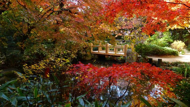 ８日前の１０月２１日にも大宰府の光明禅寺に紅葉を観に行ったのですが、その時は少し早かったのです。<br />↓↓<br />https://4travel.jp/travelogue/11424935<br /><br />その為、１週間後の休みに再訪を考えていたのですが、折角の機会なので、他の紅葉スポットにも一緒に行って見ようと思立ち、天気も良かったので、今年最後になるだろう紅葉狩りに出掛けました<br /><br />今回行って来た、福岡の紅葉スポットは、下記の通りです。<br /><br />①　宝満宮竈門神社（大宰府市）<br /><br />公式サイト：http://kamadojinja.or.jp/<br /><br />散り始めでしたが、まだ結構見られました。<br /><br />②　光明禅寺（大宰府市）<br /><br />参考サイト：https://www.dazaifu.org/map/tanbo/tourismmap/2.html<br /><br />散り始め後で、もうそろそろ終盤って感じでした。<br /><br />③　楽水園（福岡市博多区）<br /><br />公式サイト：http://rakusuien.net/<br /><br />散り始めでしたが、まだ結構見られました。<br /><br /><br />光明禅寺の後、福岡市博多区にある「楽水園」に行った時の様子です。<br /><br />既に散り始めてはいますが、１２月２日の日曜日までは何とか観られるのではないかと思います（ただし、責任は持てませんので悪しからず）。<br /><br />写真のコメントは、一部を除いて省略させて頂きます。