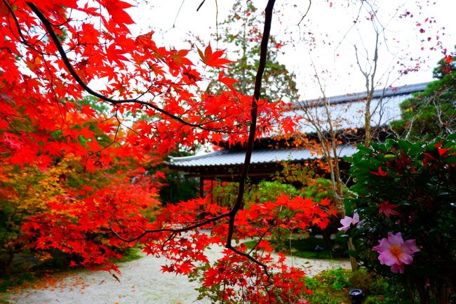 京都の紅葉に異変あり!<br />昨年に比べると彩りがイマイチだし、まだ青いのに枯れてしまっているのもたくさん…。<br />鎌倉や箱根だけじゃなく、京都も台風の塩害の影響?内陸なのに?<br /><br />それでも、やはりそこは京都。たくさんの感動の風景に出会いました!<br />旅行記完結編は南禅寺と天授庵の記録です。<br />ゆっくり旅行記を書く時間が取れず、細切れになってしまいました(>_<)<br /><br />天授庵は初めて訪れたのですが、とっても良かった。おススメです!しかも空いていて穴場。ぜひ!<br /><br />二泊三日の京都と奈良旅行。行程は以下の通り。<br />1日目 東福寺→瑠璃光院→大原三千院→嵐山 宝厳院<br />2日目 おたぎ念仏寺→化野念仏寺→興福寺→春日大社<br />3日目 東大寺→正倉院→永観堂→南禅寺→天寿庵
