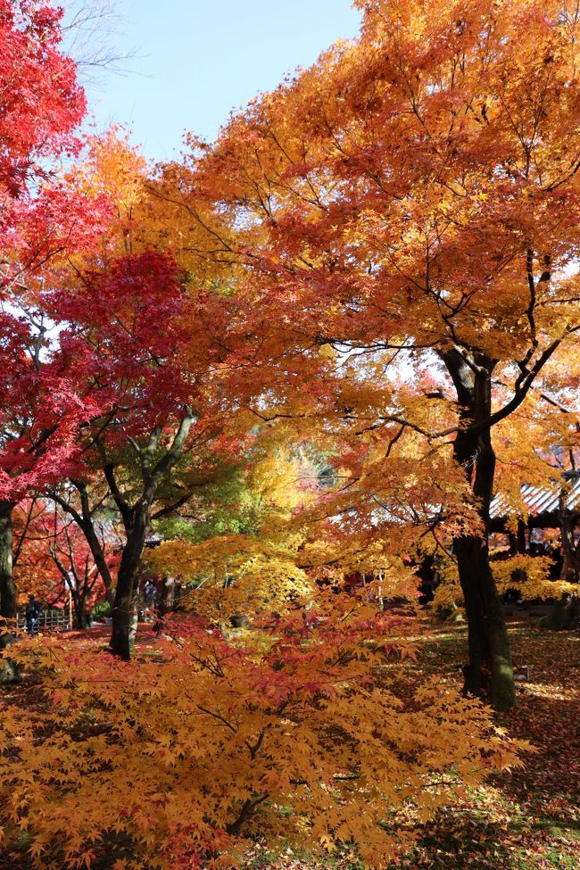 なんと素晴らしい紅葉だろうか?何十年生きてんだかわかりませんが、何もかも忘れて、日本の美に感動した1日でした。
