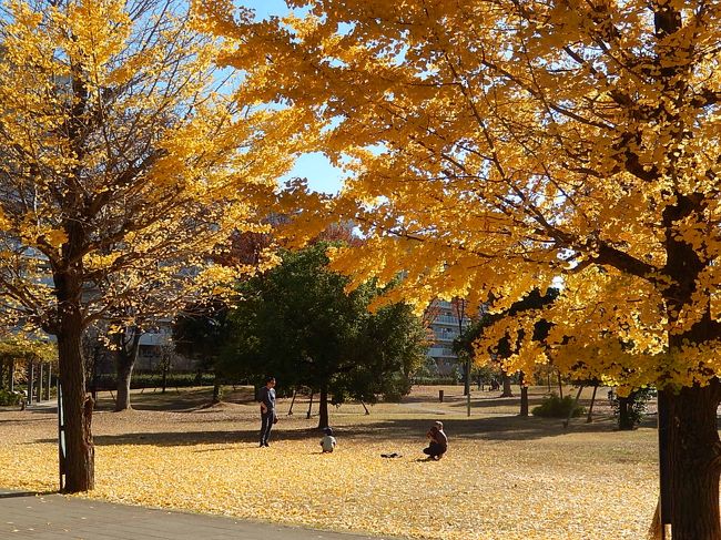 11月30日、午前10時半頃にふじみ野市役所方面に用があり、その序に気になっていた福岡中央公園の見ごろの銀杏の黄葉を見ました。　素晴らしい天気のために銀杏の黄葉が照り映えて美しかったです。<br /><br /><br /><br />*写真は福岡中央公園のイチョウの黄葉