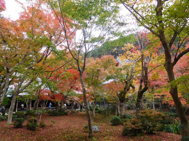 京都に行くのは2010年以来8年ぶり、紅葉の時期は実に9年ぶりです。久しぶりの京都ということでメジャーな寺院ばかり行きました。紅葉の美しさは場所や時刻、日の当たり方によって異なりましたが、久しぶりに見た都の紅葉と寺院の建物、庭園の美しさには絶句するほど感動しました。<br /><br />---------------------------------------------------------------<br />スケジュール<br /><br />  11月23日　自宅－新横浜駅－（新幹線）京都駅－（地下鉄）南禅寺観光 <br />                 －（徒歩）永観堂観光－法然院観光－銀閣寺観光－（バス）<br />　　　　　　圓徳院観光－高台寺観光－河原町周辺　[河原町周辺泊]<br />★11月24日　河原町周辺－（京阪＋叡電）詩仙堂観光－（徒歩）<br />　　　　　　圓光寺観光－曼殊院観光－（叡電＋京阪）東福寺観光－<br />　　　　　（京阪）清水寺観光－河原町周辺　[河原町周辺泊]<br />　11月25日　河原町周辺－（阪急）嵐山駅－（徒歩）渡月橋周辺観光－<br />　　　　　　天龍寺観光－常寂光寺観光－二尊院観光－宝筐院観光－<br />　　　　　　嵯峨嵐山駅－（JR）京都駅－（新幹線）新横浜駅－自宅