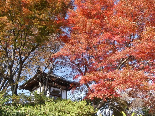 前回訪問（2018年11月26日）から５日目、今シーズン３回目の「常楽寺」訪問です。前回５割くらい（と感じた）紅葉だったので、だいぶ期待したのですが、見頃は過ぎているように感じました。綺麗な紅葉は残っていますが、枯れ始めた紅葉も沢山ありました。